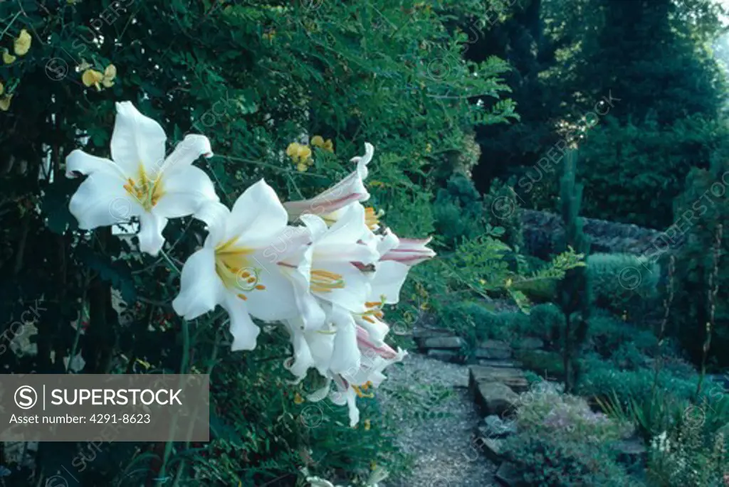 Close up of white lilium 'Regale' in country garden