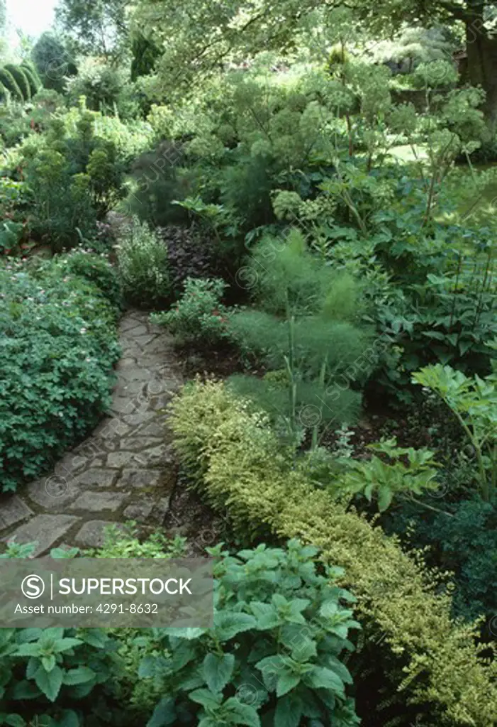 Path through small herb border with low hedge separating mint and angelica