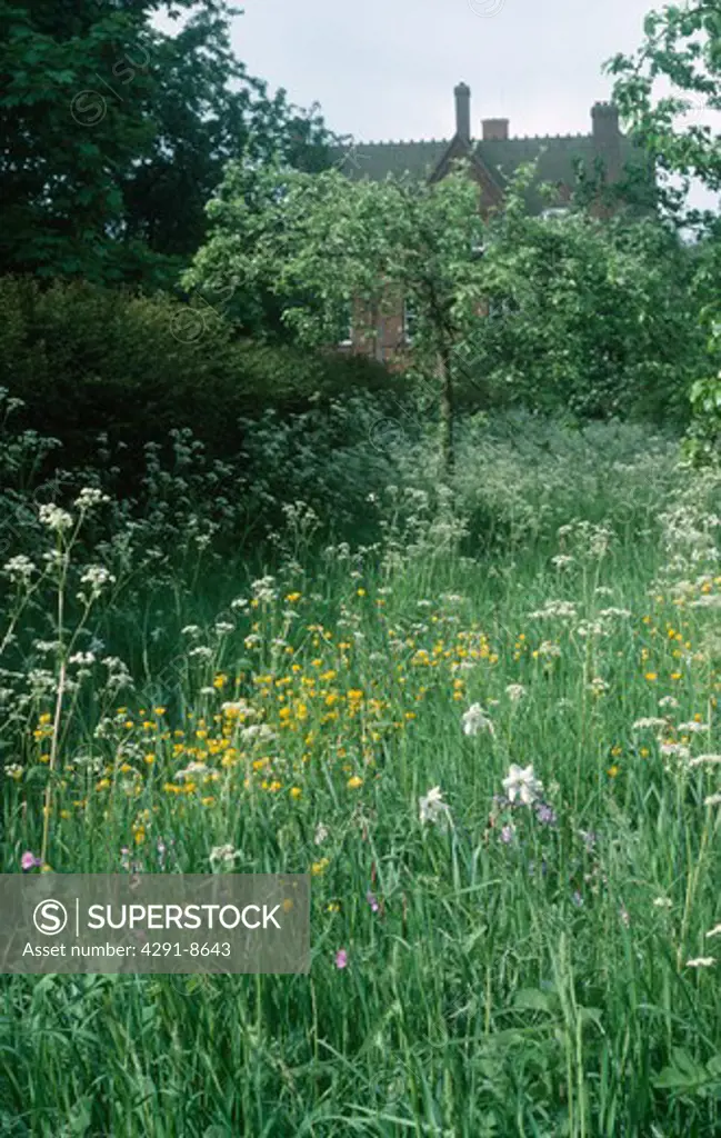 White narcissi with cow parsley and buttercups growing in long grass in wild garden