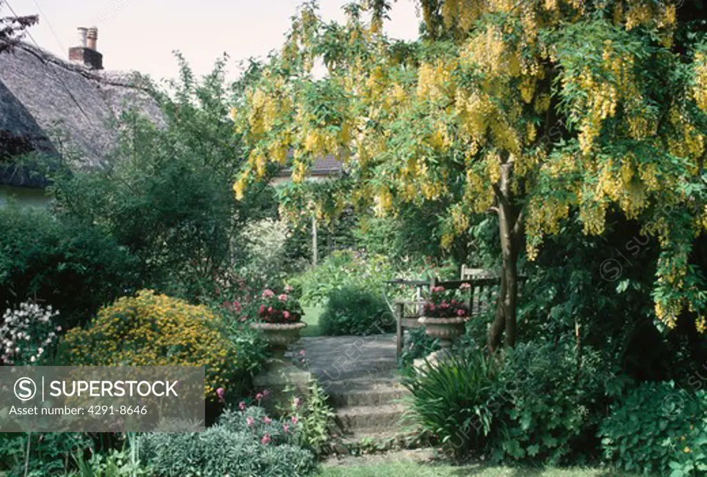 Laburnum tree and yellow genista in border beside steps leading to patio in cottage garden