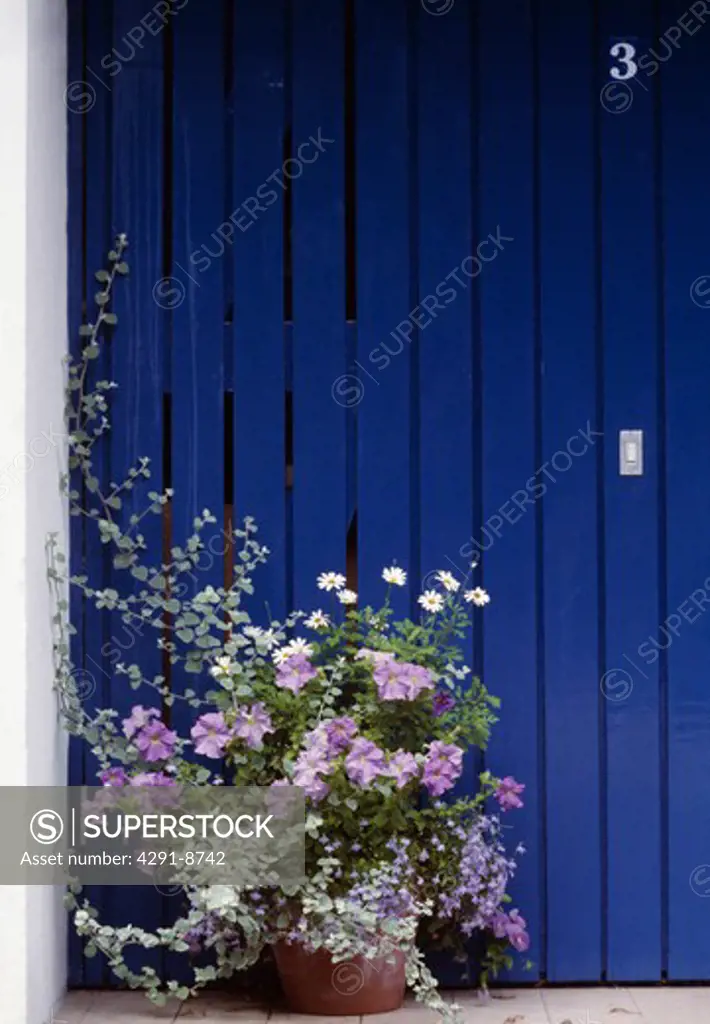 Blue painted wooden front door with container of mauve, grey and white flowers & foliage