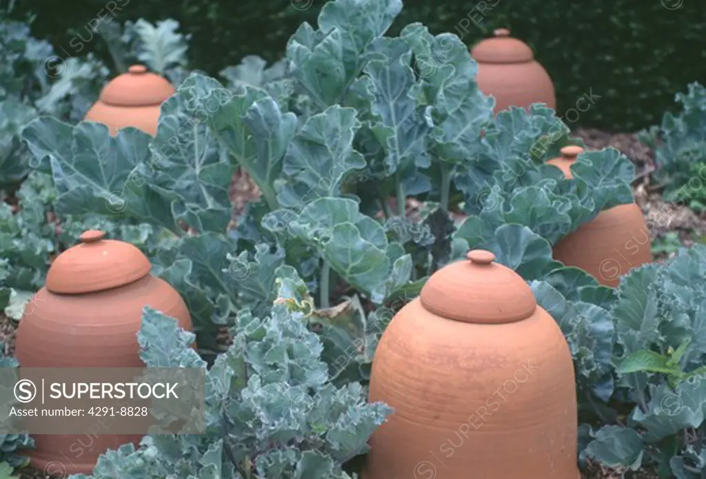 Terracotta forcing pots among cabbages