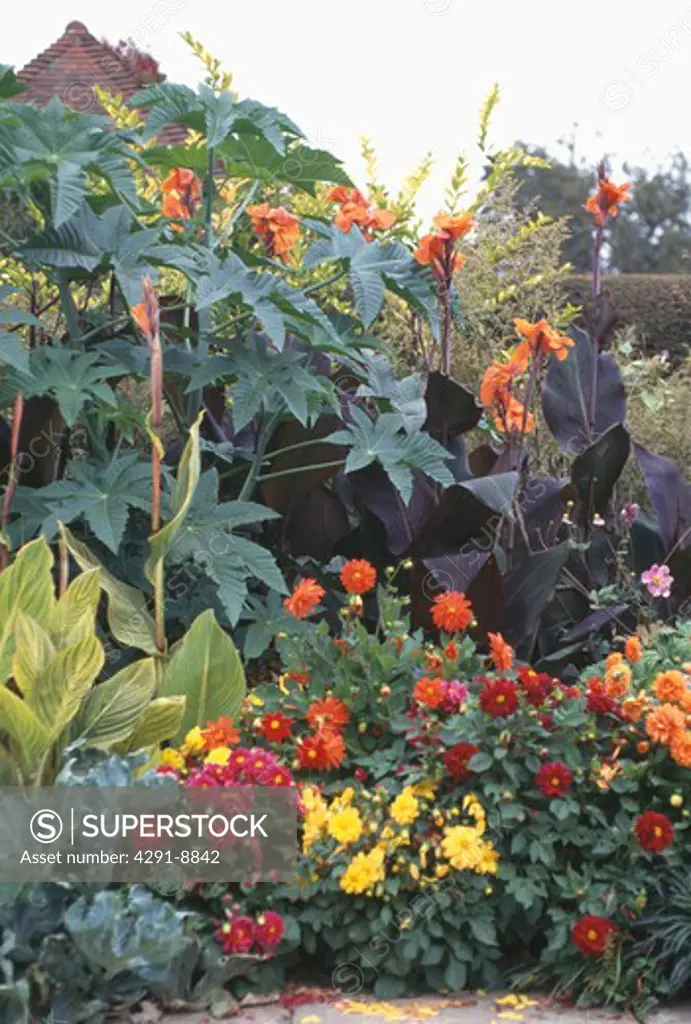 Red and yellow dahlias with ricinus and orange canna in exotic garden border