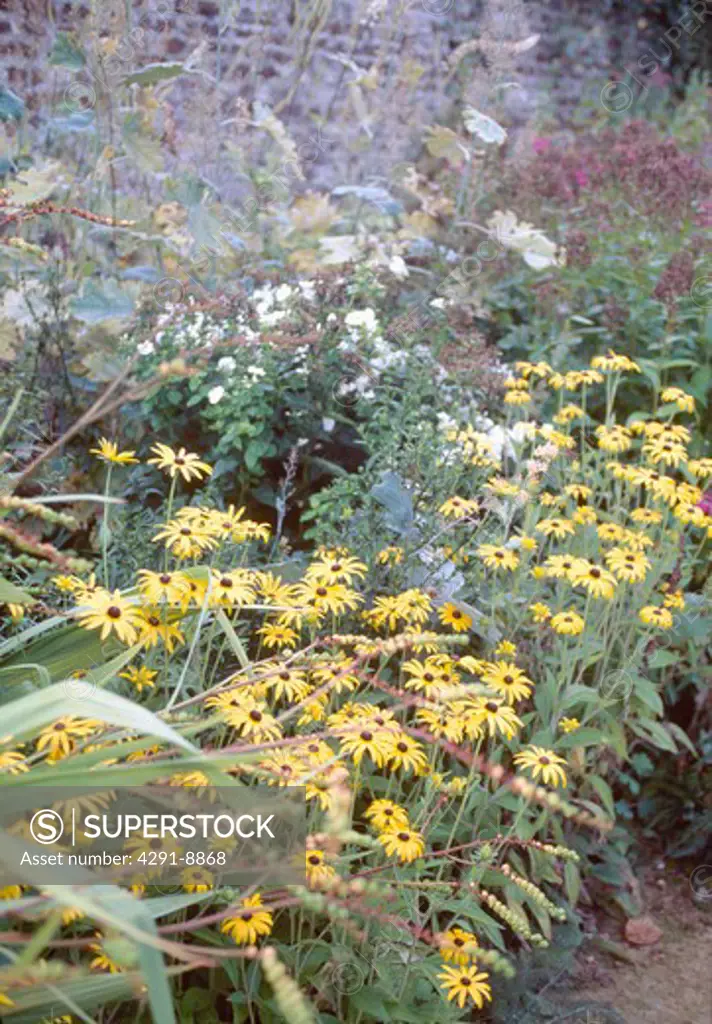 Yellow rudbeckia growing in summer garden border