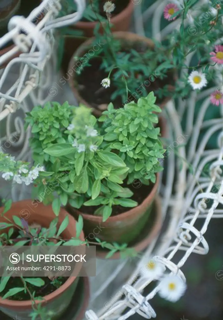 Close-up of pots of green herbs in white wirework basket