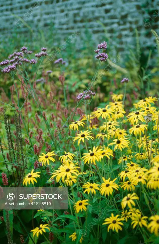 Yellow rudbeckia and purple verbena bonariensis in summer garden border