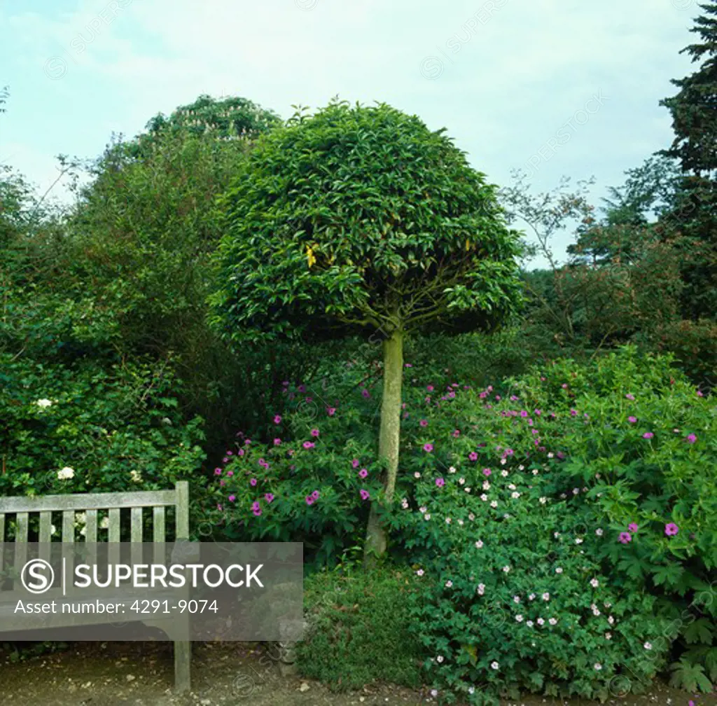 Wooden bench below clipped tree in country garden in summer