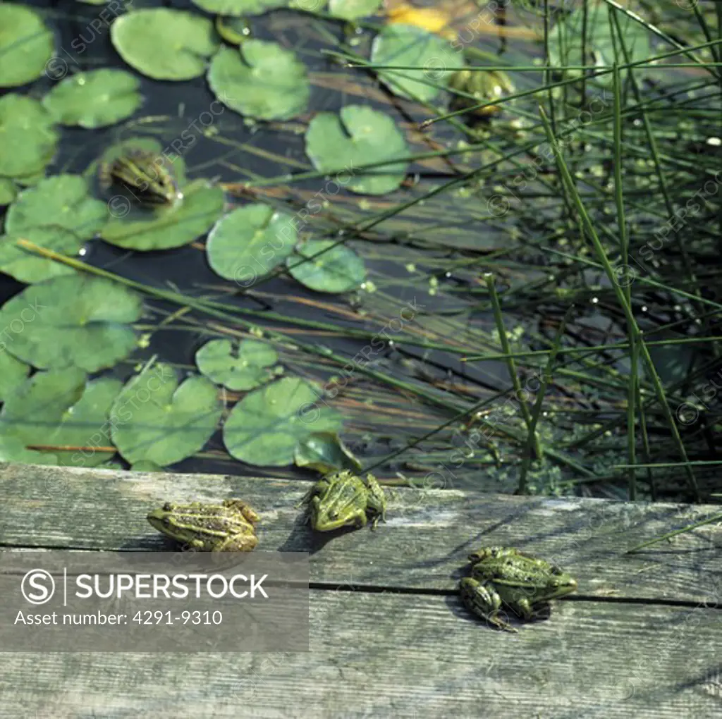 Frogs in Lily Pond