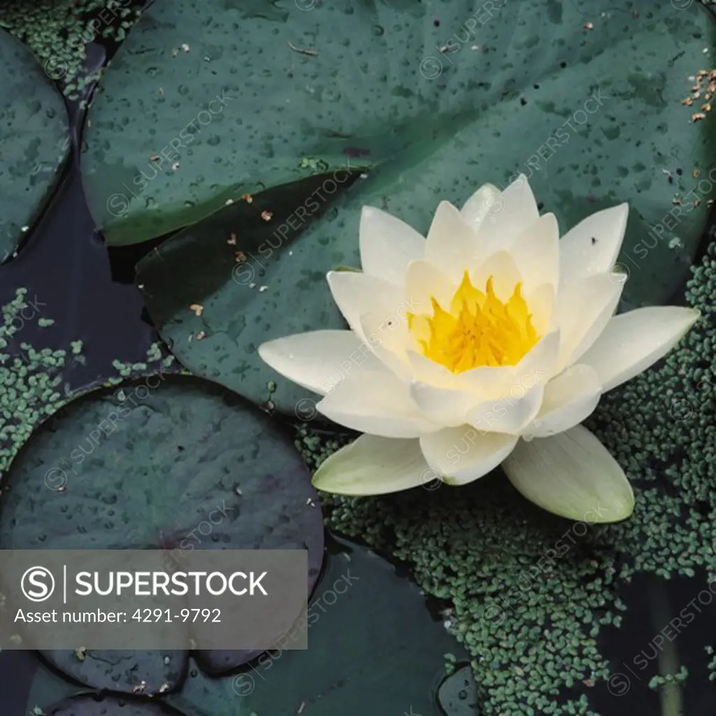 Close-up of white waterlily