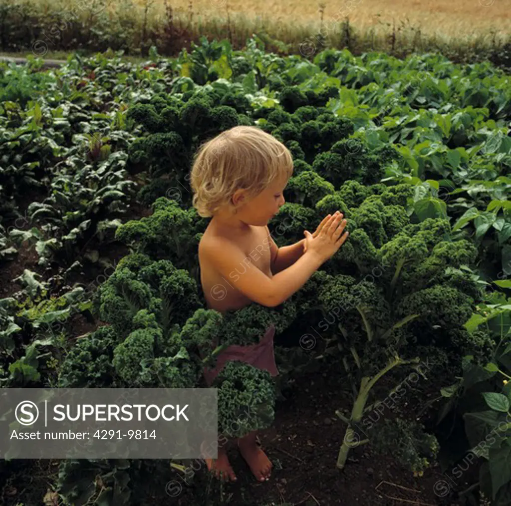 Small blond-haired child standing amongst green vegetables in country garden