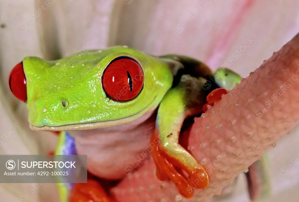 Red-Eyed Treefrog - Agalychnis callidryas