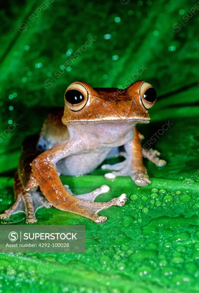 Madagascar Dagger frog - Boophis madagascariensis