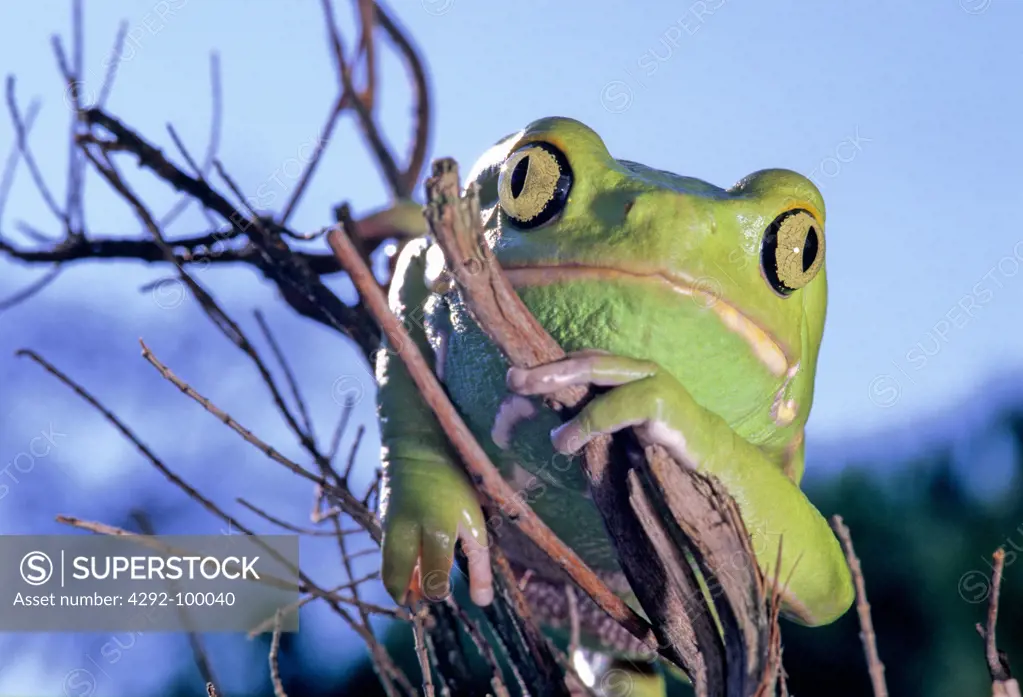 Waxy Monkey Frog - Phyllomedusa sauvagii