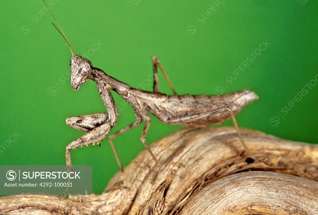 Mantis - Ameles decolor