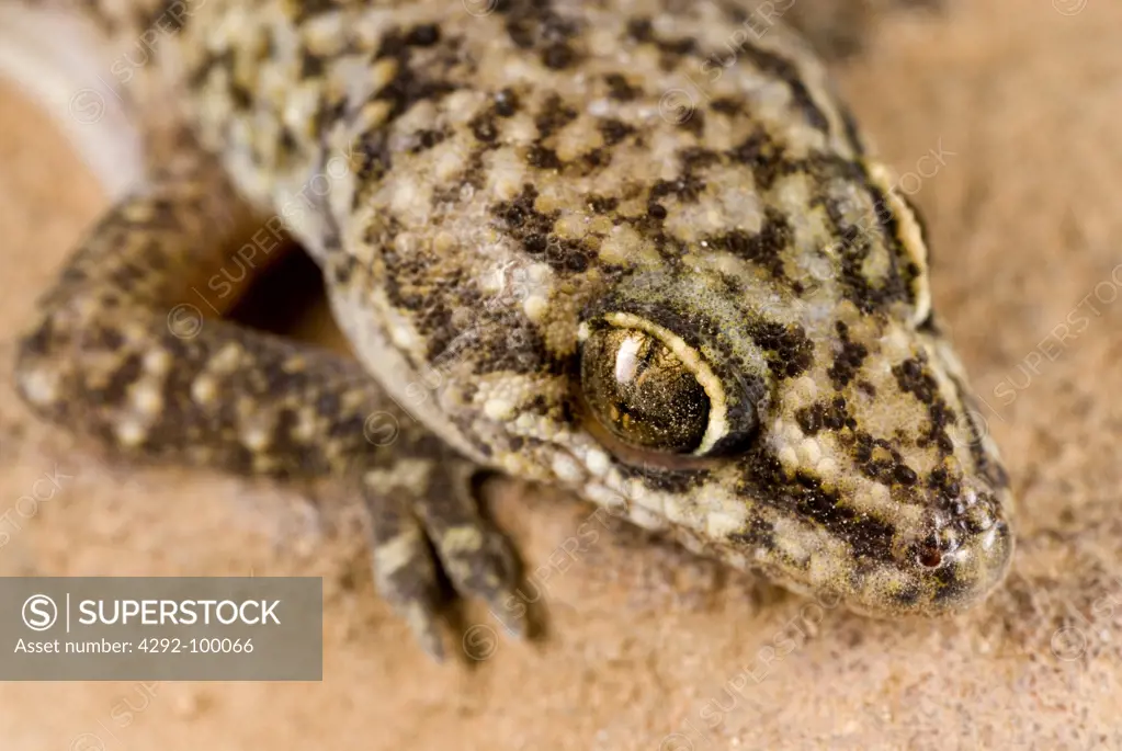 Mediterranean gecko - Hemidactylus turcicus
