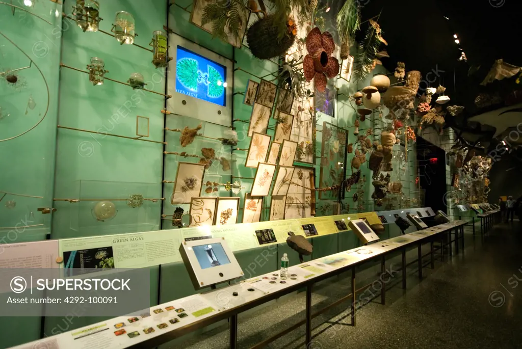 USA, New York, American Museum of Natural History, The Wall of Biodiveristy in the Hall of Biodiversity.