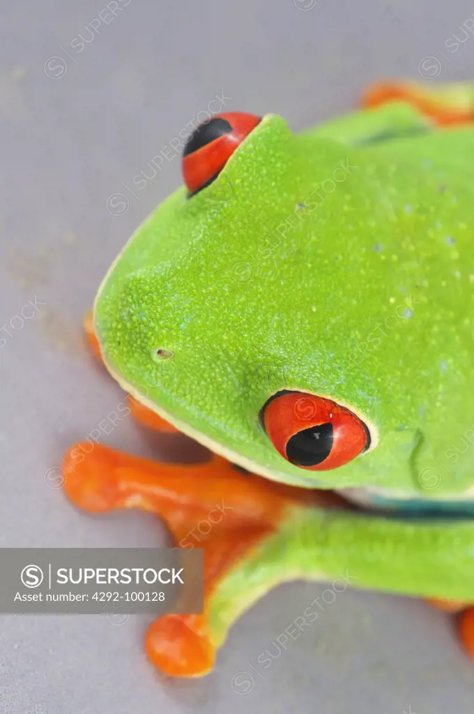 Red-Eyed Treefrog ( Agalychnis callidryas), close up