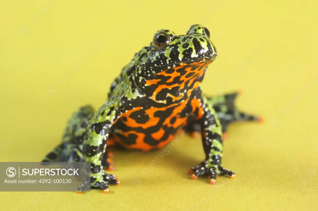 Oriental fire-bellied toad (Bombina orientalis)