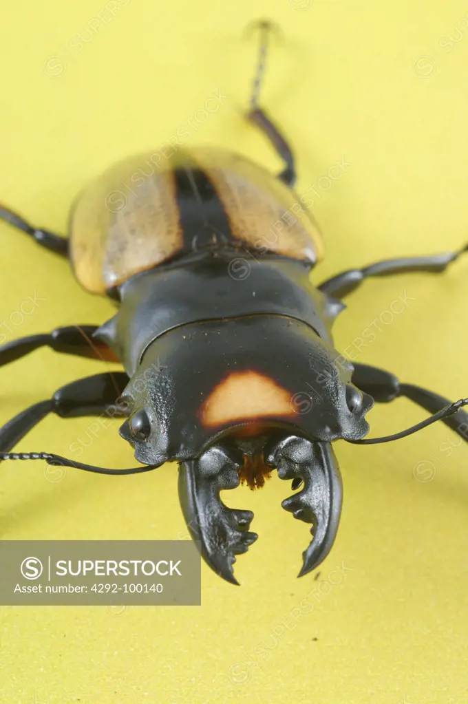 Stag Beetle -Lucanus cervus, still life