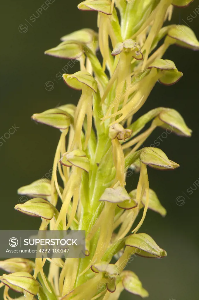 Orchid, (Orchis antropophora)
