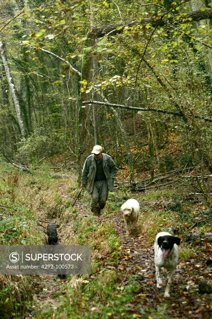 Man searching truffles with his dogs