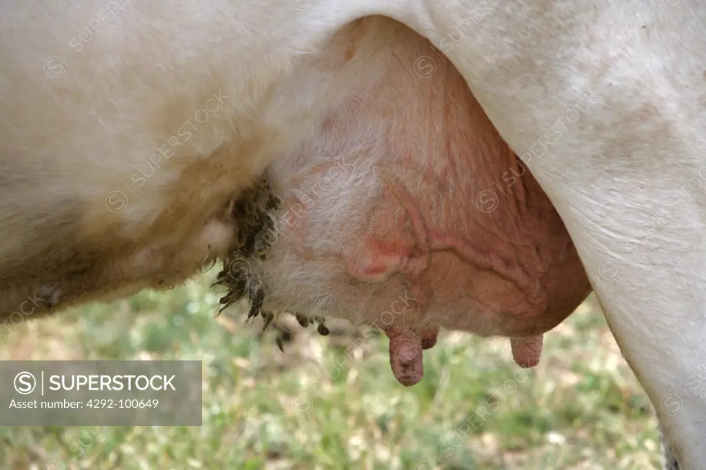 Udder of a chianina cow