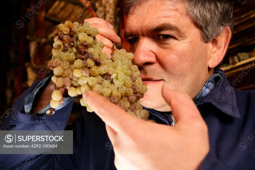 Italy, Tuscany, Montepulciano. Man in Vin santo (traditional Tuscan wine made from semi-dried grapes) drying room