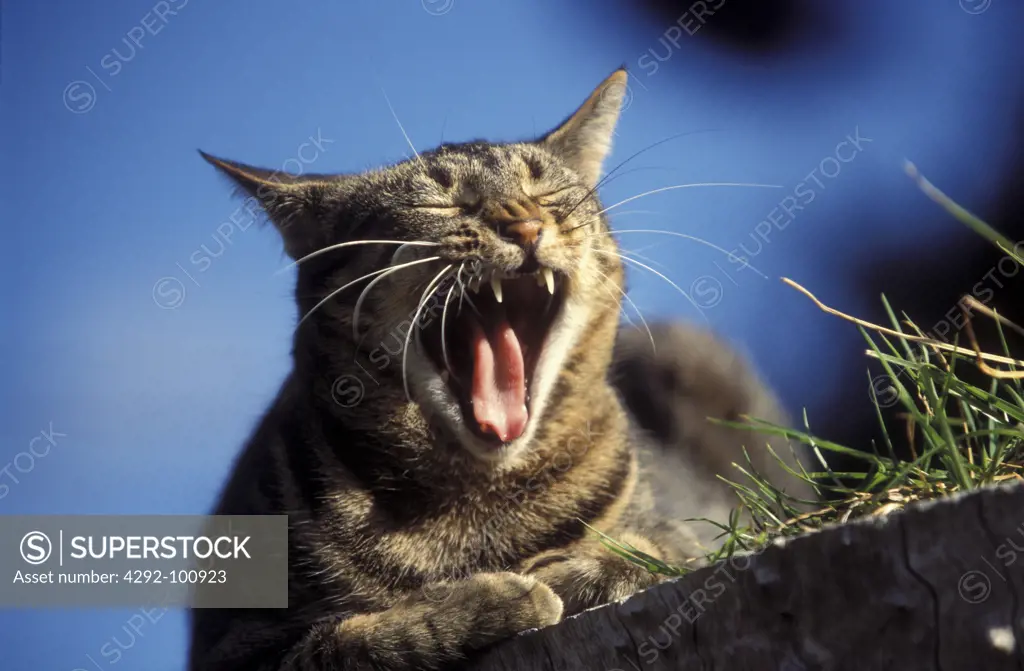 Tabby Cat outdoors yawning