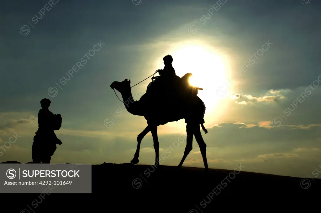 India, Thar desert, camel