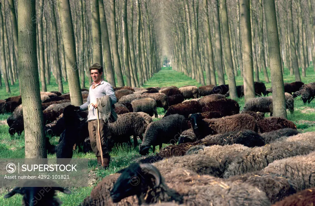 Italy, Veneto, sheep pasturing in a forest