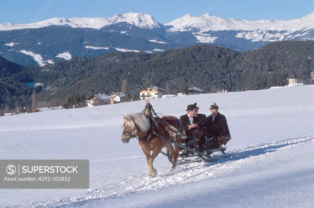 Italy, Trentino Alto Adige. Peasants'wedding, horse-drawn sleighs
