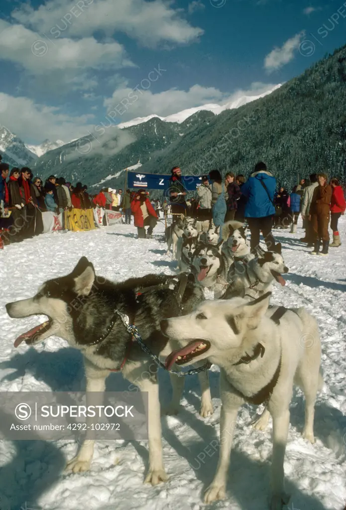 Italy, Trentino Alto Adige, Brunico,dog sledge race