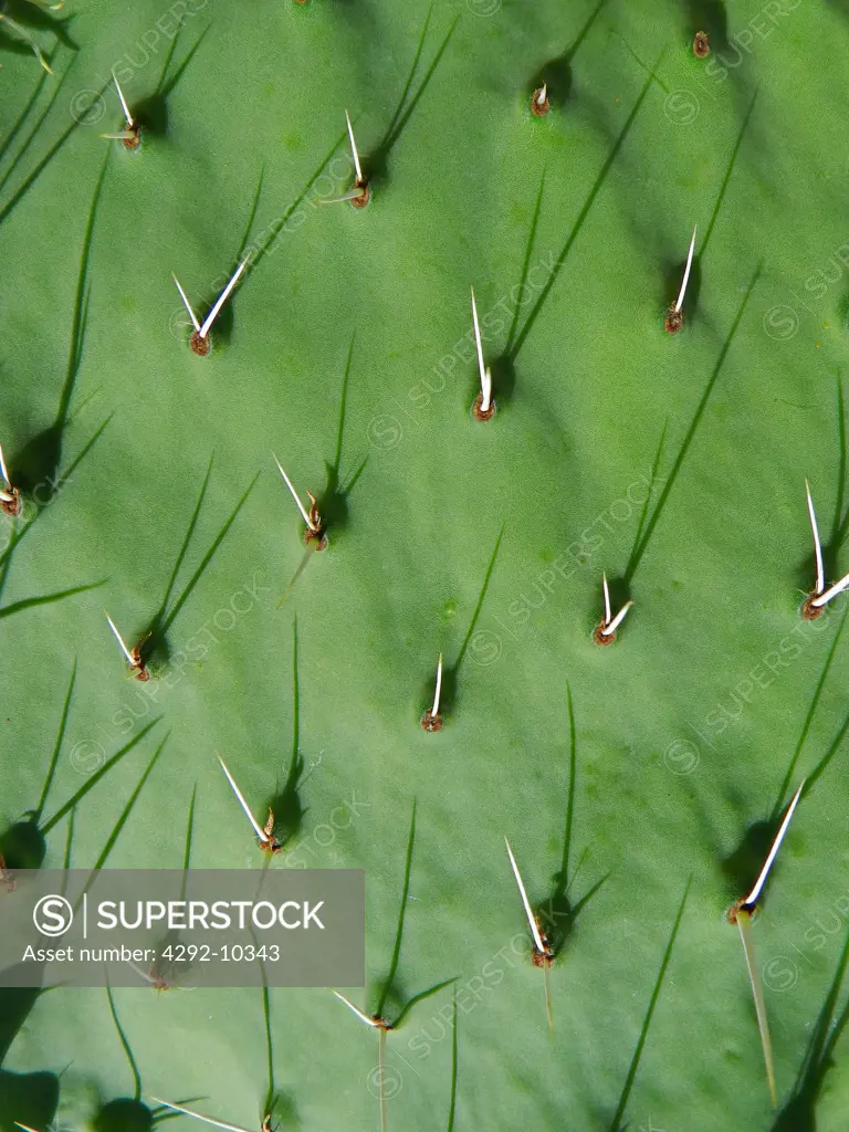 Prickly pear cactus,(Opuntia spec), close up with thorns