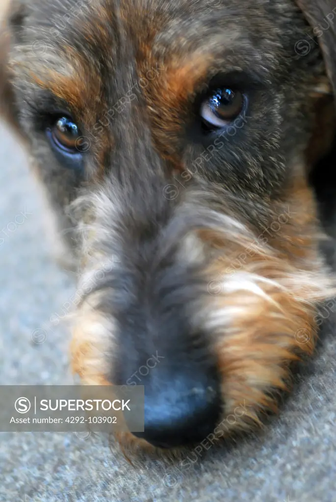 close up of a jack russel terrier