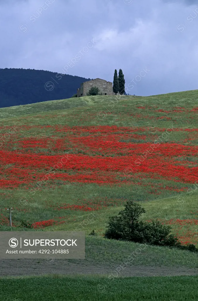 Italy, Tuscany,Castiglioncello, Landscape