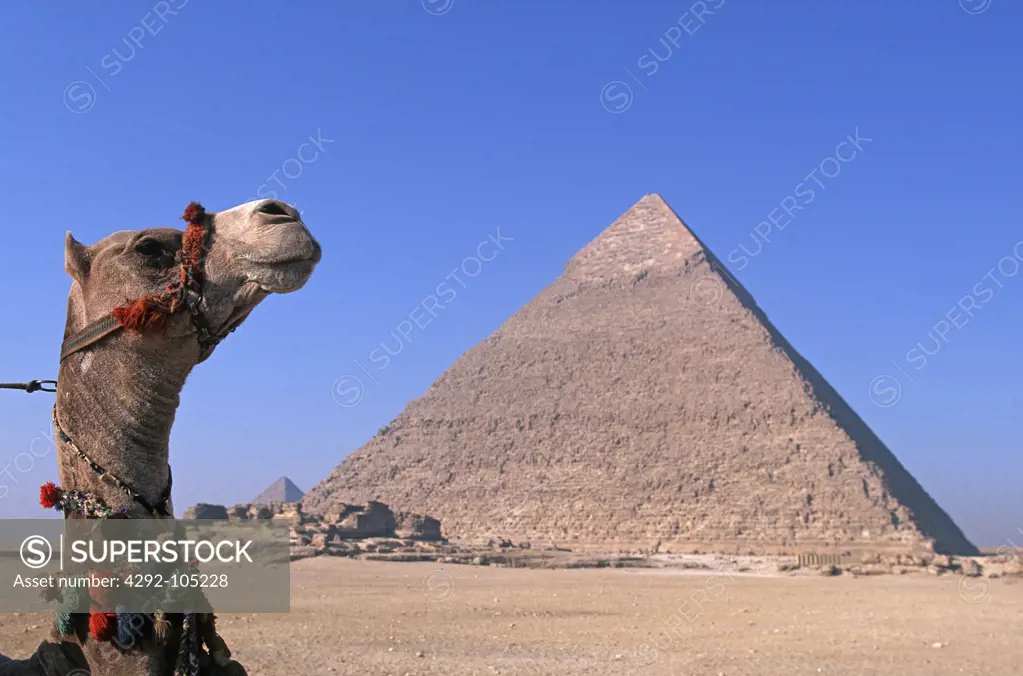 Egypt, Giza, camel in front of the Chephren Pyramid