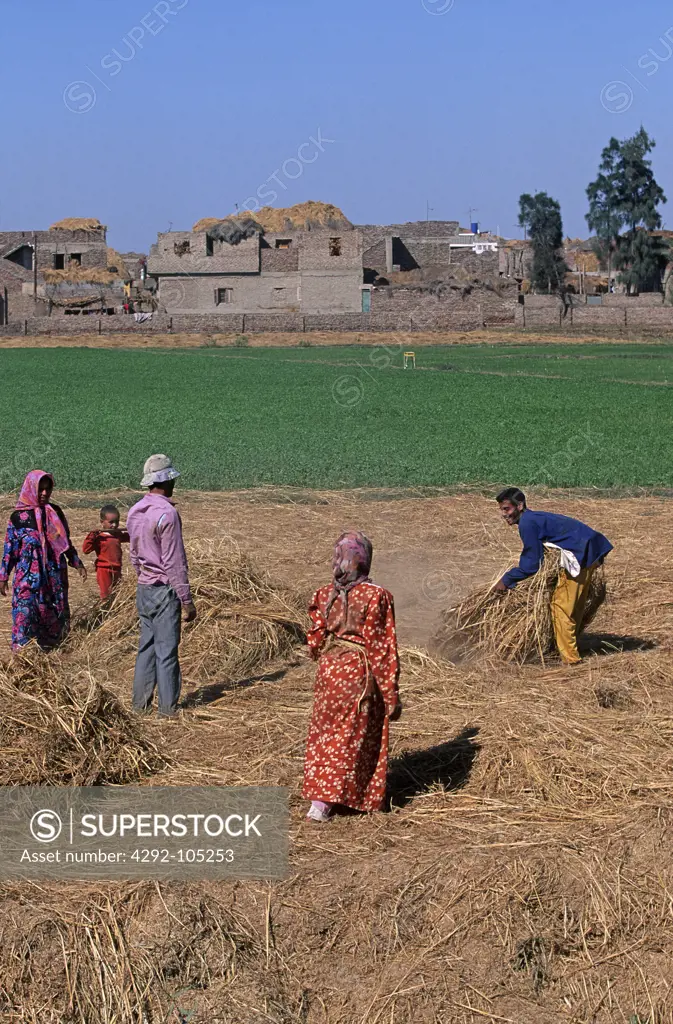 Egypt, Tanis, agriculture at the banks of the Nile river