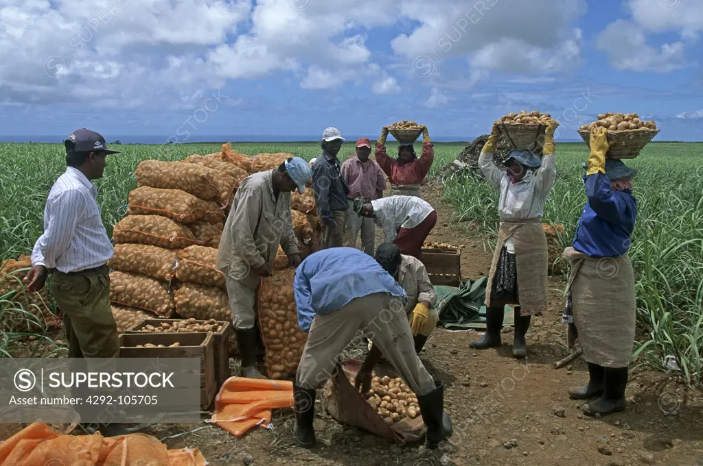 Mauritius, potatoes harvesting
