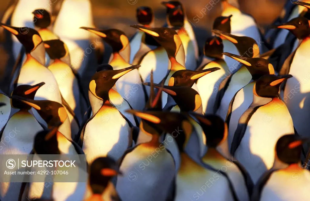 King Penguins, Antarctic Peninsula, Aptenodytes patagonica