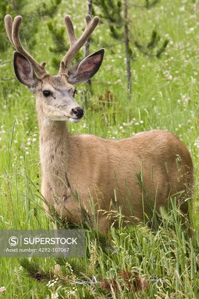 USA, Wyoming, Yellowstone National Park, mule deer (Odocoileus hemionus)