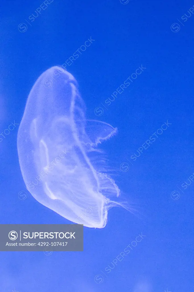 Italy, Liguria, Aquarium of Genoa, Moon Jellyfish -Aurelia aurita