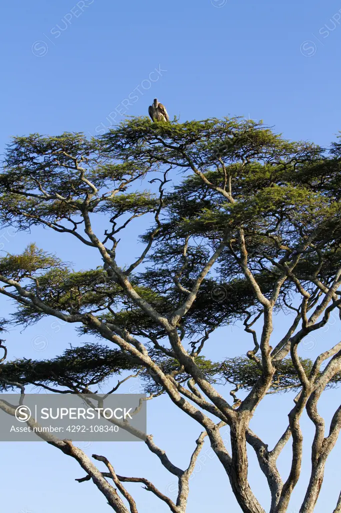 Africa, Tanzania, acacia tree and vulture