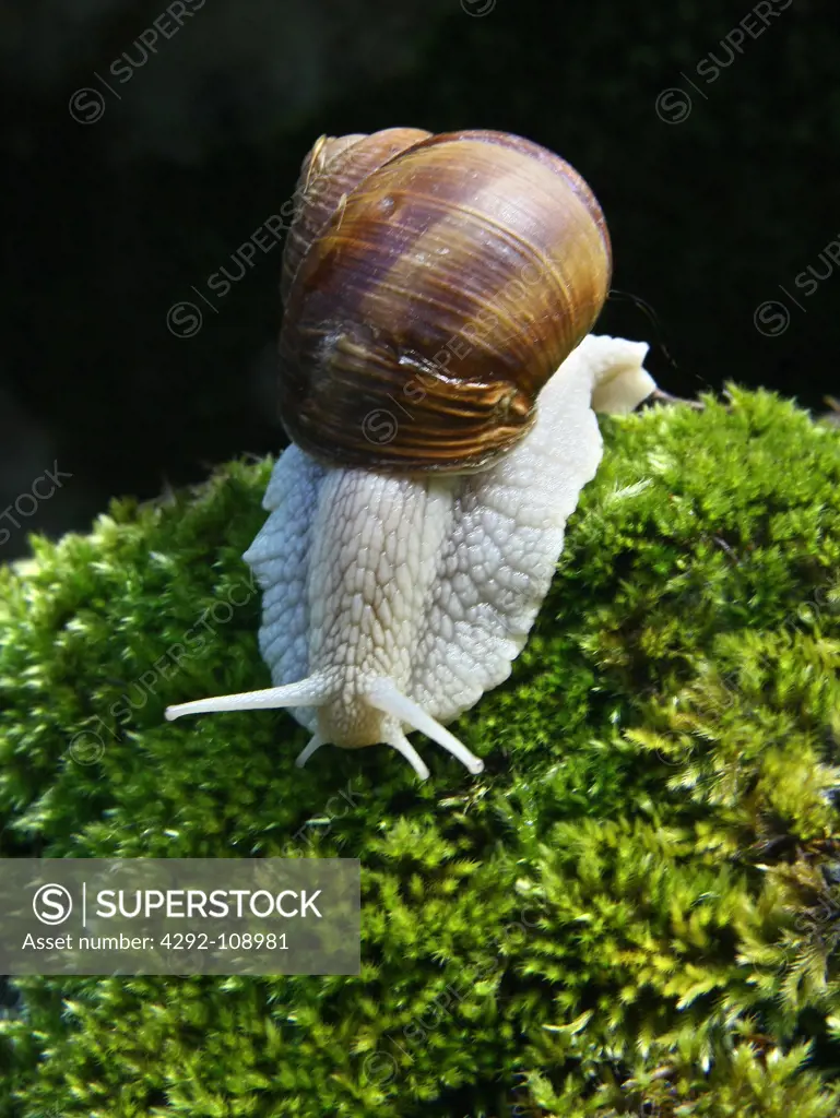 Snail on moss