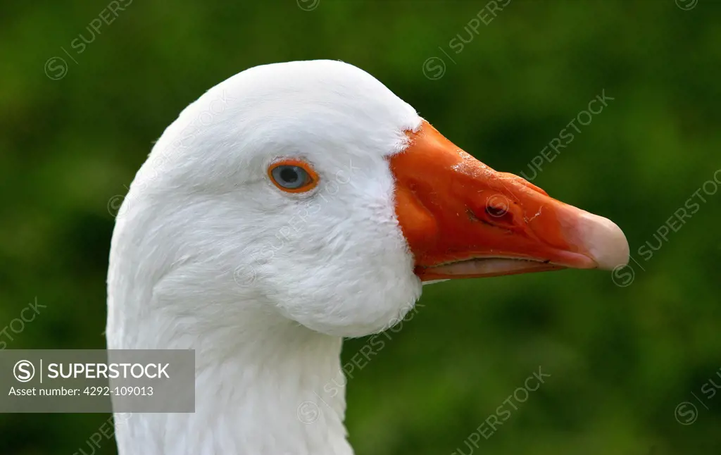 Goose, close up