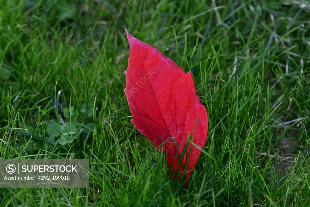 Red leaf in grass