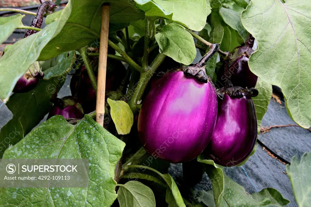 Aubergine plant