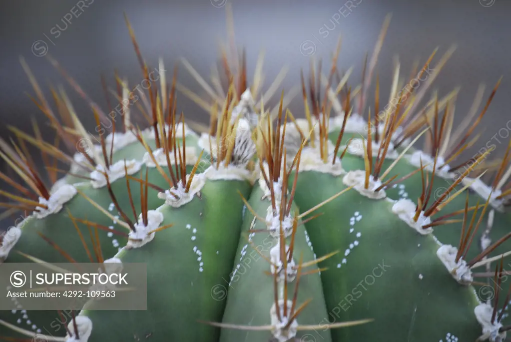 Detail of Cactus