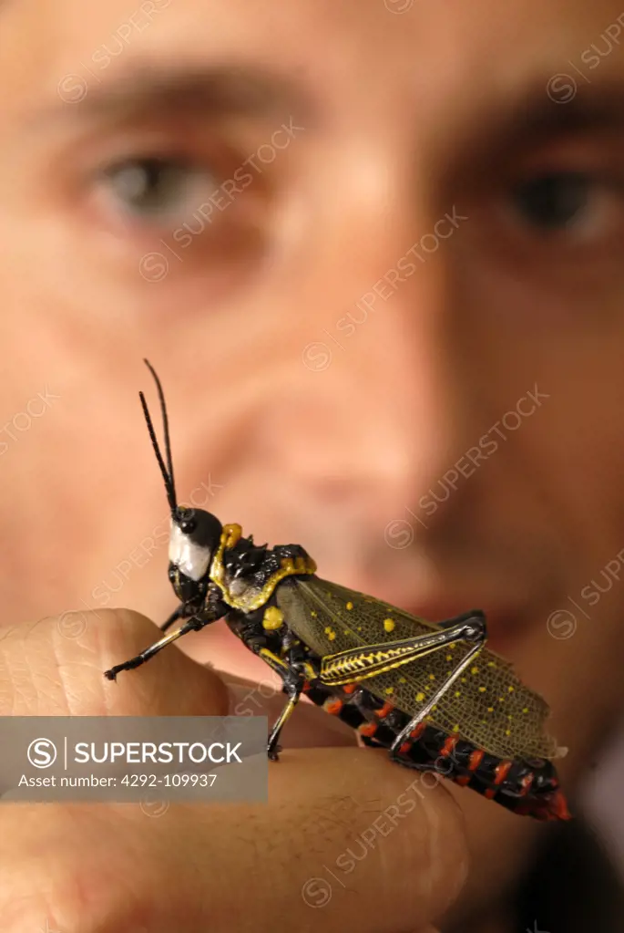 Man holding foam grasshopper (Aularches miliaris)