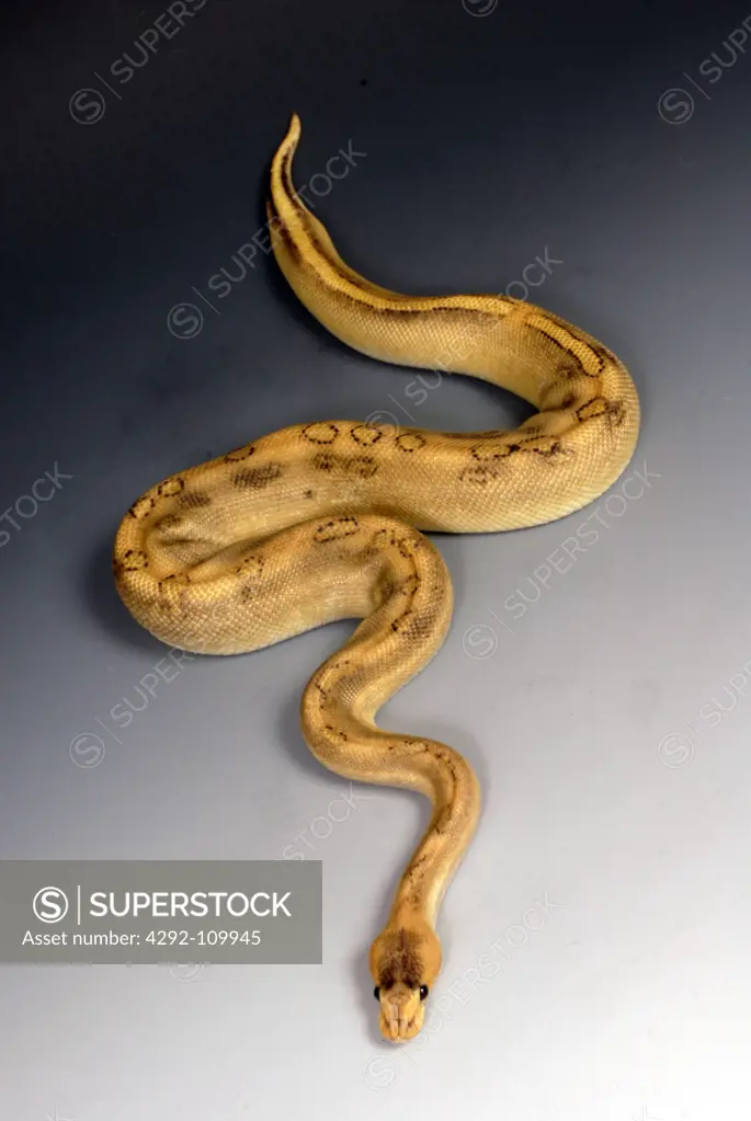 Royal Python or ball python(Python regius)