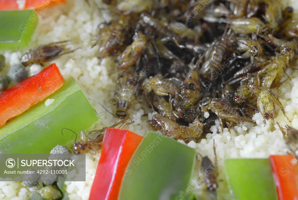 Couscous of grasshopper